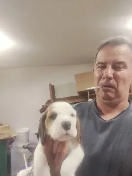 Beagle piękne zarejestrowane szczeniaki na sprzedaż, Mazowieckie, Warszawa