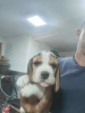 Beagle piękne zarejestrowane szczeniaki na sprzedaż, Mazowieckie, Warszawa