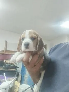 Beagle piękne zarejestrowane szczeniaki na sprzedaż, Mazowieckie, Warszawa