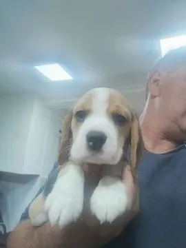 Beagle piękne zarejestrowane szczeniaki na sprzedaż, Mazowieckie, Warszawa