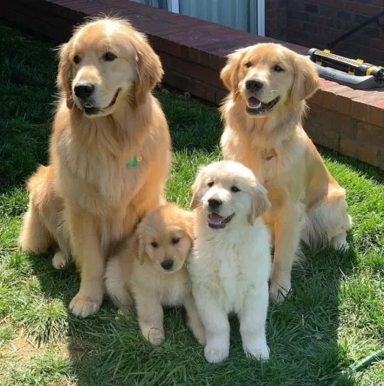 Szczenięta golden retrievera do adopcji – napisz, aby dostarczyć aktualne informacje: {{nataliagrabo