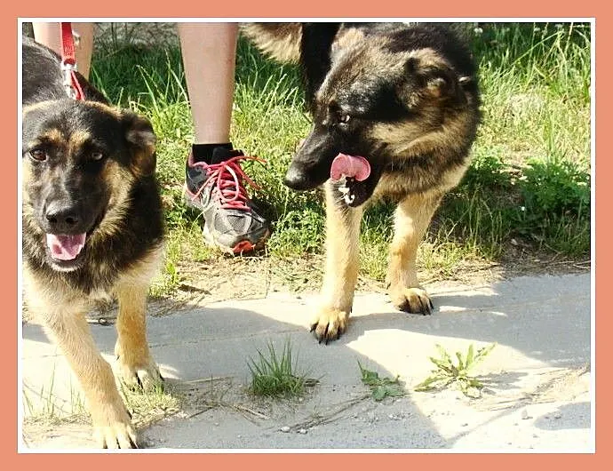 Suczka ZDZISIA,9 m-cy,waga 16 kg,owczarek na krótk