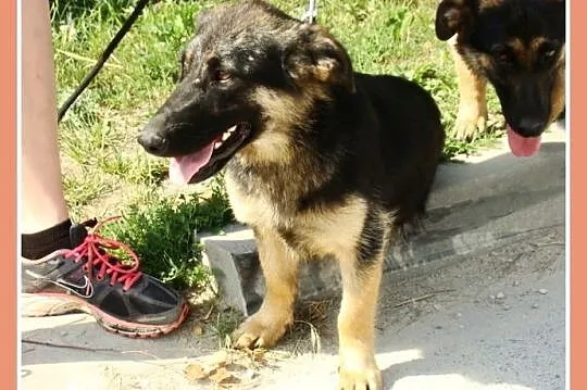 Suczka ZDZISIA,9 m-cy,waga 16 kg,owczarek na krótk