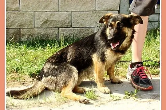 Suczka ZDZISIA,9 m-cy,waga 16 kg,owczarek na krótk
