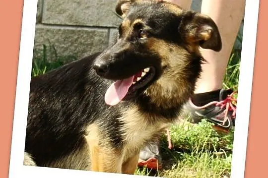 Suczka ZDZISIA,9 m-cy,waga 16 kg,owczarek na krótk