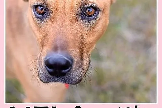 Z domu tymczas.łagodna,grzeczna,srednia suczka NELA.Adopcja,  małopolskie Kraków