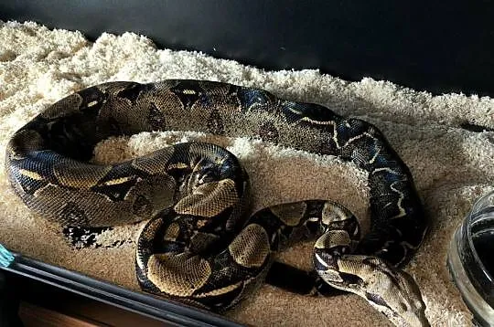 Boa constrictor | samica