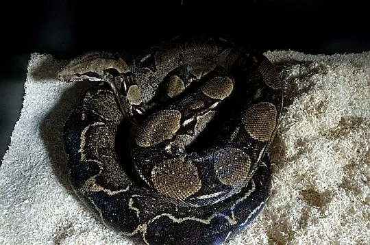 Boa constrictor | samica, Mazowieckie, Siedlce