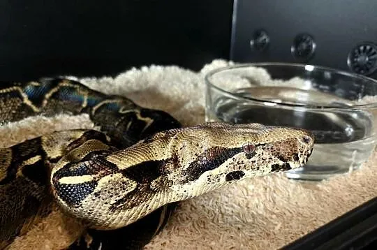 Boa constrictor | samica, Mazowieckie, Siedlce