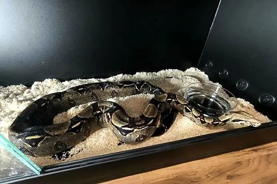Boa constrictor | samica, Mazowieckie, Siedlce