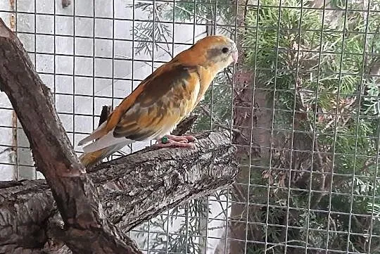 Świergota Orange Szek recensywny 2020r, Mazowieckie, Radom