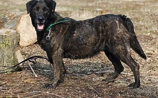 Pilne! Adoptuj Sambę ! , łódzkie Skierniewice