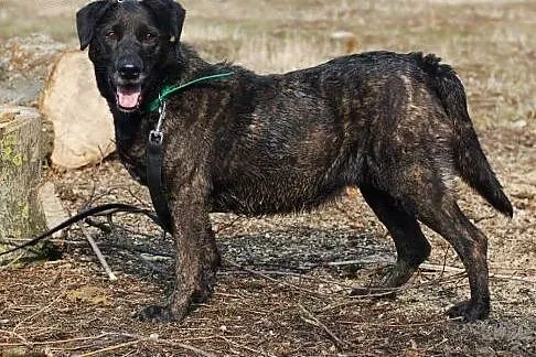 Pilne! Adoptuj Sambę ! ,  łódzkie Skierniewice