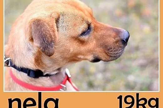Z domu tymczas.łagodna,grzeczna,srednia suczka NELA.Adopcja,  wielkopolskie Poznań
