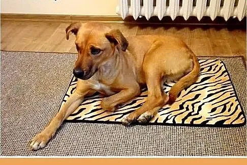 Z domu tymczas.łagodna,grzeczna,srednia suczka NEL