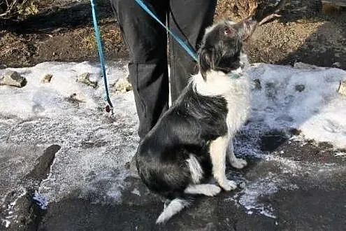 Trzyletnia, łagodna suczka Fama szuka domu,  śląsk