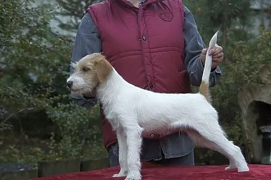 Parson Russell Terrier szczenięta! z prawdziwym ro