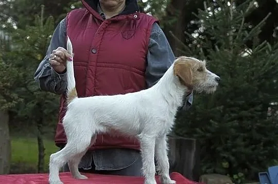 Parson Russell Terrier szczenięta! z prawdziwym ro