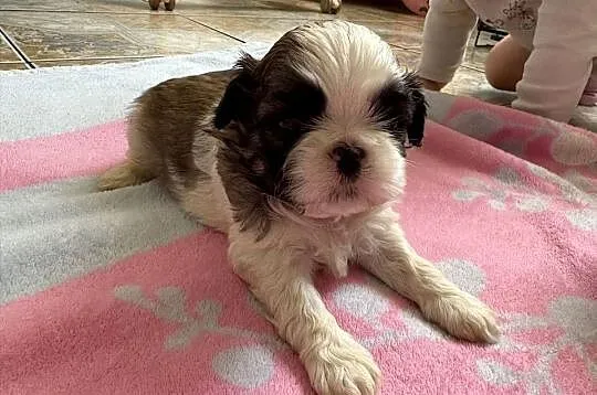 Suczka shih tzu