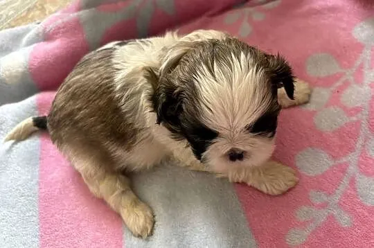 Suczka shih tzu, Mazowieckie, Lekowo