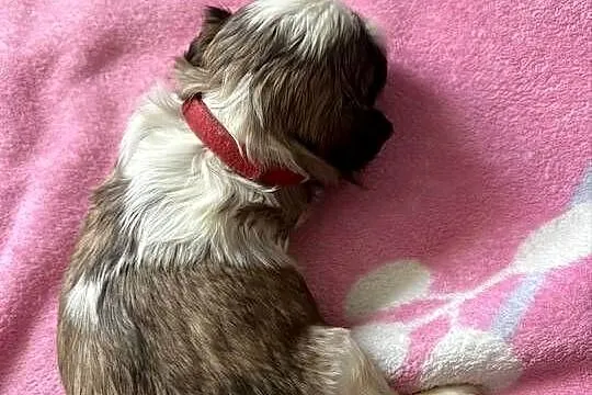 Suczka shih tzu, Mazowieckie, Lekowo