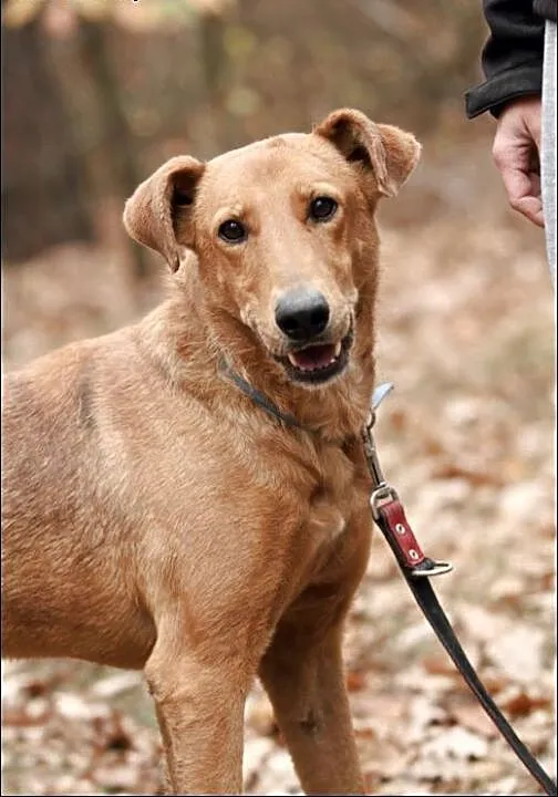Bruno sympatyczny 2 latek do adopcji, mazowieckie
