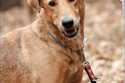 Bruno sympatyczny 2 latek do adopcji,  mazowieckie
