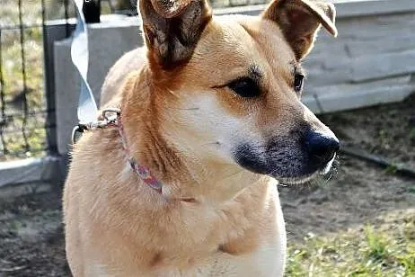 Petronela - sympatyczna sunia szuka domu,  pomorsk