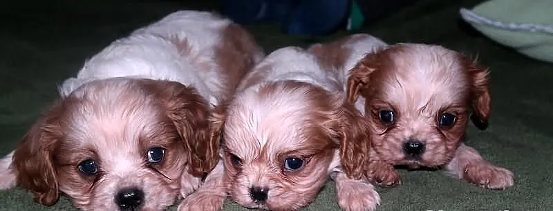 Cavalier king charles spaniel
