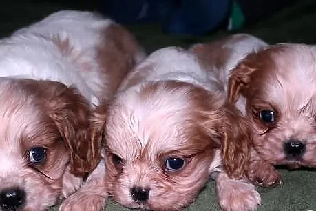 Cavalier king charles spaniel