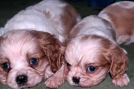 Cavalier king charles spaniel