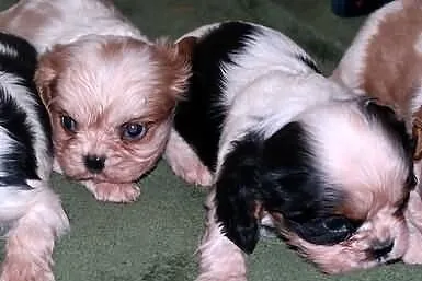 Cavalier king charles spaniel