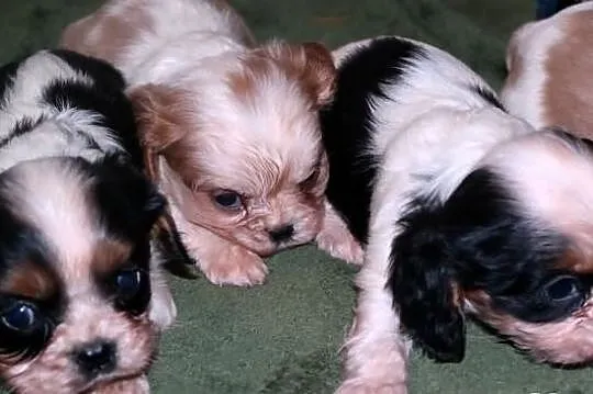 Cavalier king charles spaniel