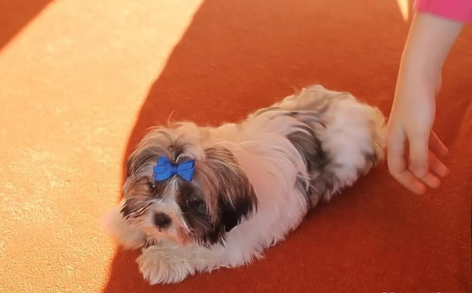 Suczka shih tzu