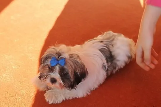 suczka shih tzu