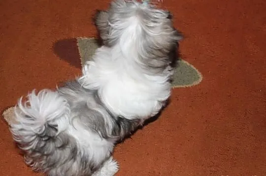 Suczka shih tzu