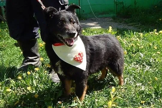 Ocal malutkiego młodego pieska przed wywózką do schroniska