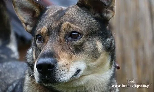 Tedi - pozytywny psiak, mazowieckie Nowy Dwór Maz