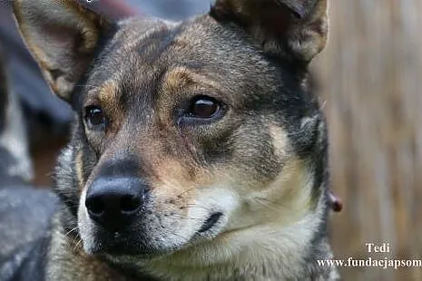 Tedi - pozytywny psiak, mazowieckie Nowy Dwór Mazowiecki