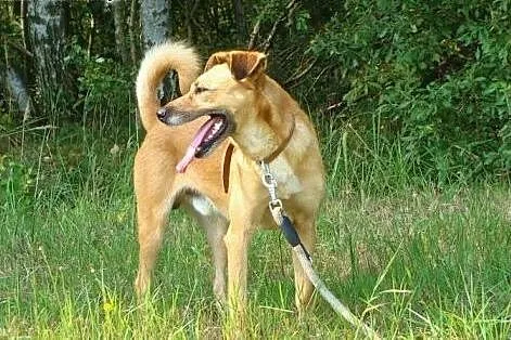 Tedi - pozytywny psiak,  mazowieckie Nowy Dwór Maz