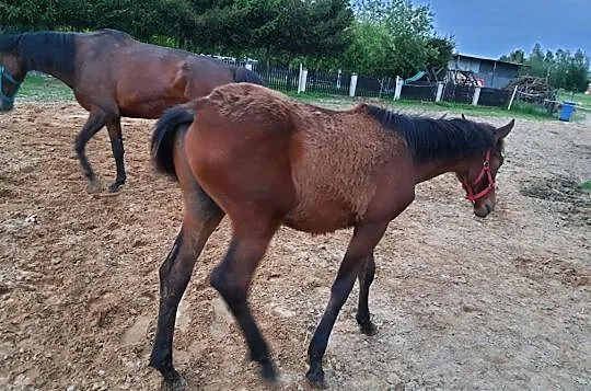 Sprzedam ogierka, , Strzegocice