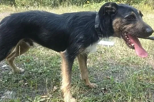 Żywiołowy Bartuś szuka domu, Śląskie, Bytom