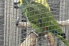 Amazonka niebieskoczelna samiec 4 lata
