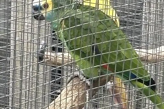 Amazonka niebieskoczelna samiec 4 lata