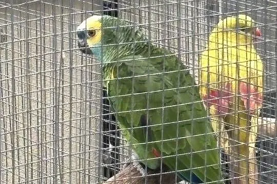 Amazonka niebieskoczelna samiec 4 lata, Świętokrzyskie, Kowala