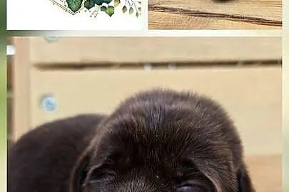 Labrador retriever piesek pieski mały czekoladowy brązowy samiec CODI REZER, Dolnośląskie, Legnickie Pole
