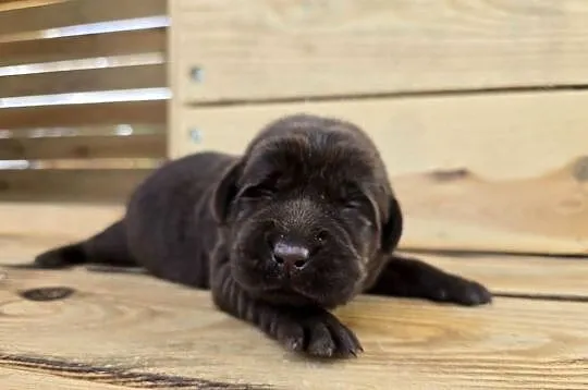Labrador retriever piesek pieski mały czekoladowy brązowy samiec CODI REZER, Dolnośląskie, Legnickie Pole