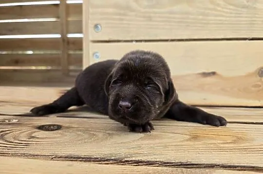 Labrador retriever piesek pieski mały czekoladowy brązowy samiec CODI REZER, Dolnośląskie, Legnickie Pole