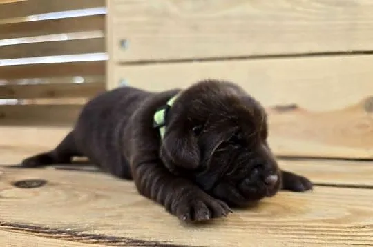 Labrador retriever piesek pieski mały czekoladowy brązowy samiec CODI REZER, Dolnośląskie, Legnickie Pole