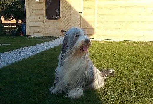 BEARDED COLLIE szczenięta rodowodowe, śląskie Cho